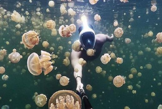 Serunya Berenang Bersama Ubur-ubur di Danau Taman Nasional Komodo - GenPI.co