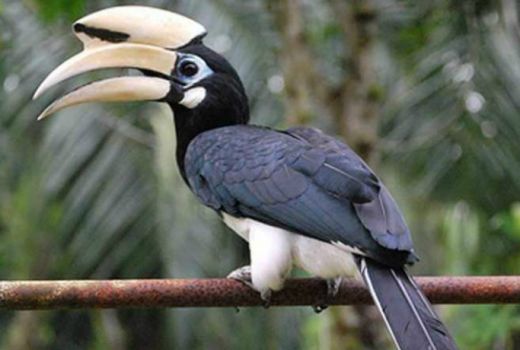 Miris, Burung yang Terancam Punah ini Diburu Demi Kepentingan Pribadi - GenPI.co