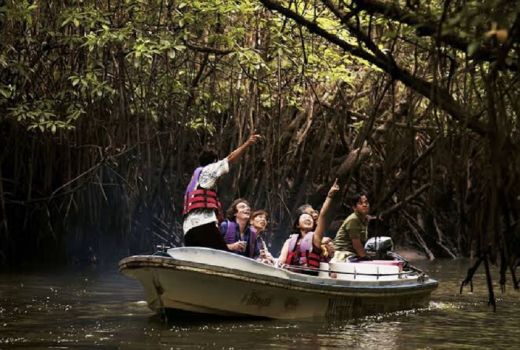 Jelajahi Pesona Hutan Mangrove di Pengudang Bintan - GenPI.co