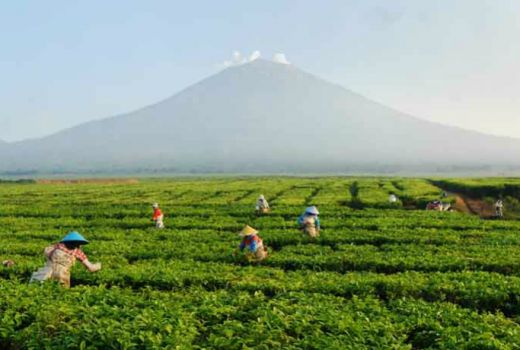 Kayu Aro, Tempat Teh Tertua dan Terbaik di Dunia - GenPI.co
