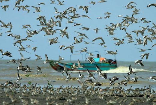 Pantai Cemara, Pantai Cantik Persinggahan Burung dari Berbagai Belahan Dunia - GenPI.co