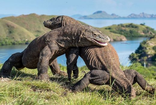 Warga Labuan Bajo: Mohon Jangan Ditutup TN Komodo, Pak Gubernur - GenPI.co