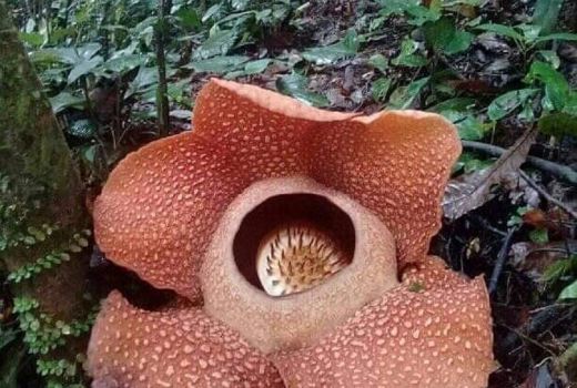 Bunga Rafflesia Mekar - GenPI.co