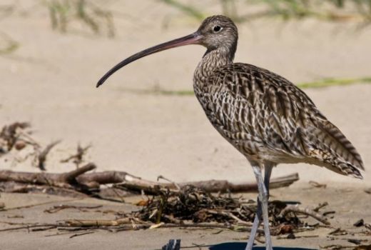 Wow, Ternyata Burung Migran ini Ada di Sembilang - GenPI.co