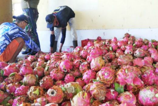 Hmm..Nikmatnya Buah Naga di Agrowisata Cigadog Sukabumi - GenPI.co