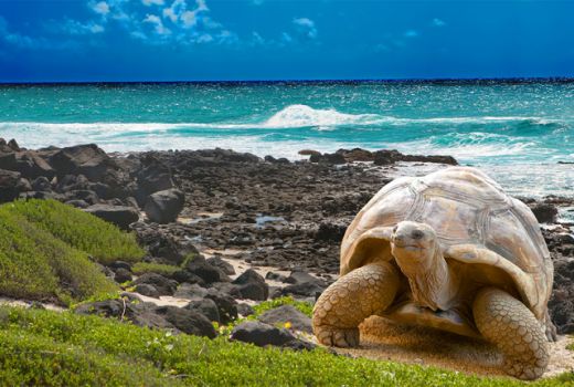 Galapagos Ingin Jalin 'Sister Island' dengan TN Komodo - GenPI.co