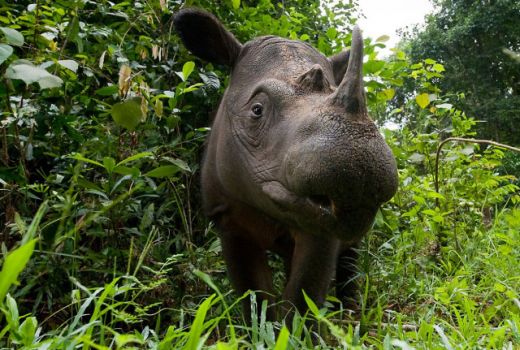 Surga Fauna di Lereng Bukit Barisan - GenPI.co