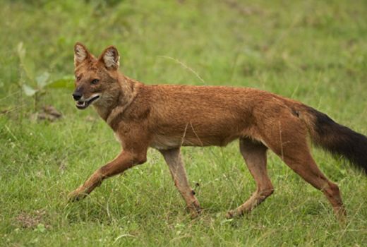 Anjing Asli Nusantara itu Bernama Ajag - GenPI.co