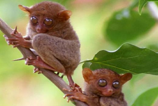 Kenalan Yuk dengan Monyet Langka di Sulawesi yang Menginspirasi Film Star Wars! - GenPI.co