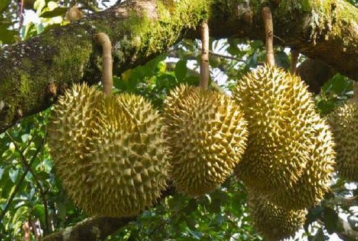 Mau Makan Durian Montong Langsung dari Pohonnya, Datang Saja ke Garut - GenPI.co