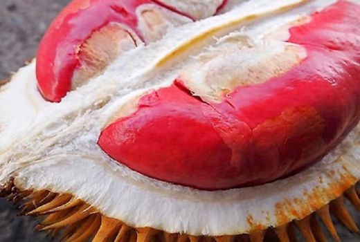 Durian Hutan ini Rasanya Tak Kalah Nikmat, Loh! - GenPI.co