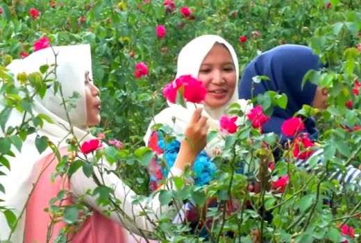 Rayakan Valentine di Taman Cantik Serba Mawar Ini - GenPI.co