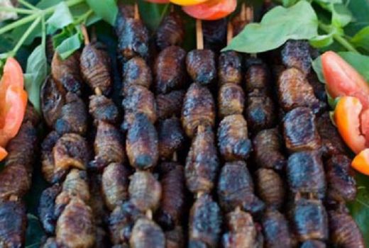 Ulat Bisa Jadi Makanan Enak, Loh - GenPI.co