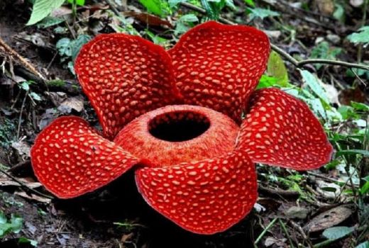 Terancam Punah, Ini Fakta Menarik Tentang Bunga Rafflesia yang Perlu Kamu Tahu - GenPI.co