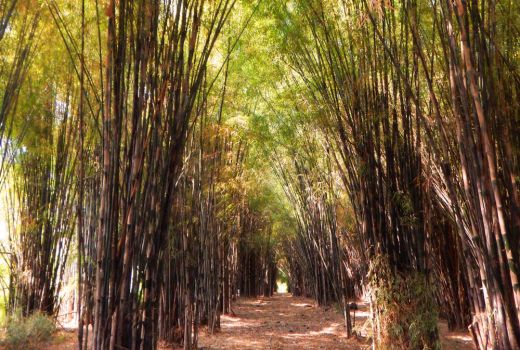 Hutan Instagramable di Tengah Kota - GenPI.co