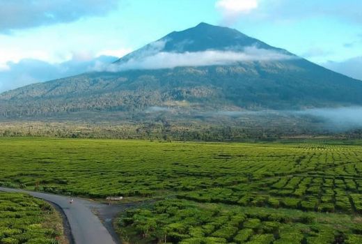Jambi Punya Kebun Teh Tertinggi di Asia Tenggara - GenPI.co