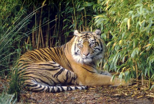 Di Riau Konflik Harimau dan Manusia Berulang Kali Terjadi - GenPI.co