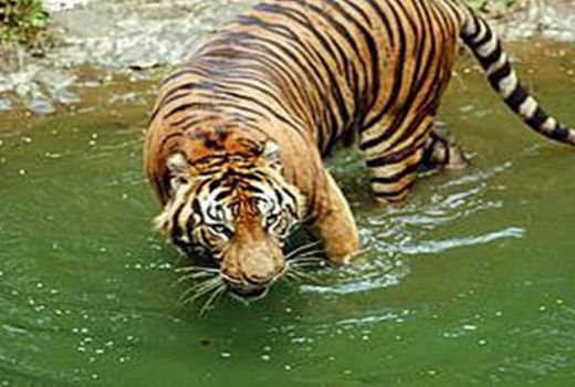 Lagi Tebang Kayu, Warga Diserang Harimau - GenPI.co