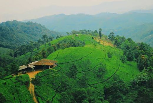 Menikmati Pemandangan Alam di Kebun Teh Cipasung - GenPI.co