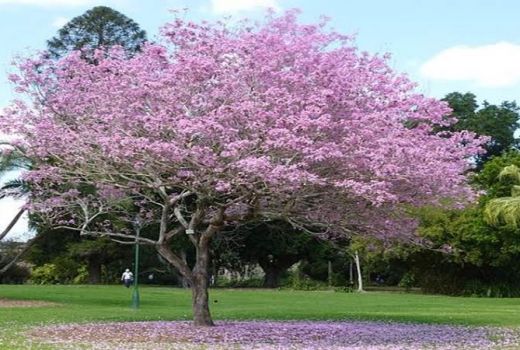 Serunya Nongkrong Di Taman Jakarta, Ini Rekomendasinya - GenPI.co