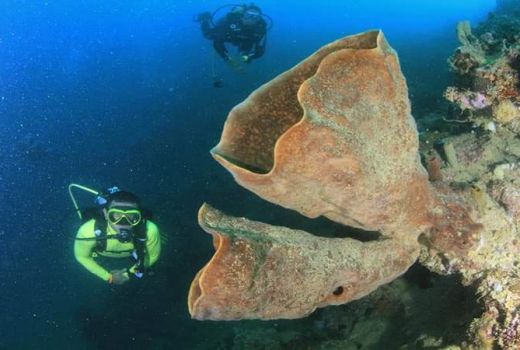 Pohuwato Gencarkan Promosi Penyelaman Pulau Lahe - GenPI.co
