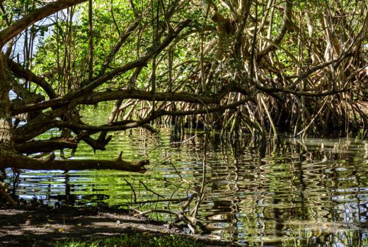 Akan Ada Pojok Baca Tentang Mangrove di Setiap RW di Pesisir Cirebon - GenPI.co