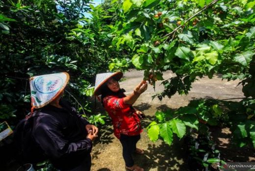 Ke Kebun Sedayu, Siap Siap Kaget Lihat Buah ‘Aneh’ - GenPI.co