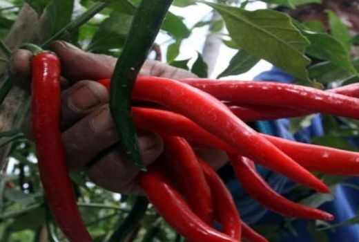 Ternyata Makan Pedas Ada Manfaatnya - GenPI.co