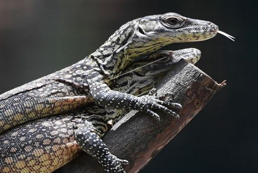 Penyelundupan 41 Ekor Komodo Digagalkan, Satu Komodo Dijual Rp 500 Juta - GenPI.co