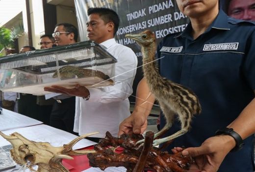 41 Ekor Komodo Diselundupkan dari Pulau Flores - GenPI.co