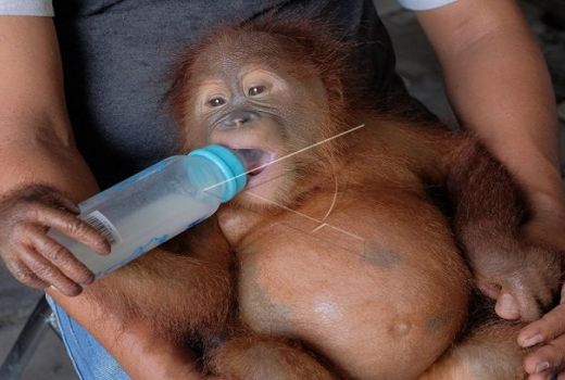 Bayi Orangutan Yang Dibius Mulai Membaik - GenPI.co