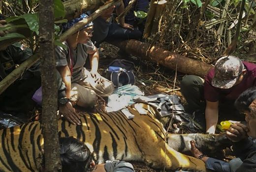 Riau Gelar Operasi Gabungan Bersihkan Jerat Harimau - GenPI.co