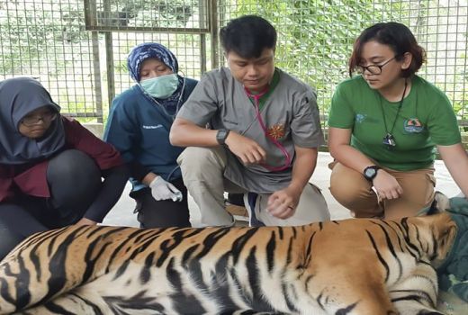 Kondisi Harimau Inung Rio Sudah Mulai Agresif - GenPI.co