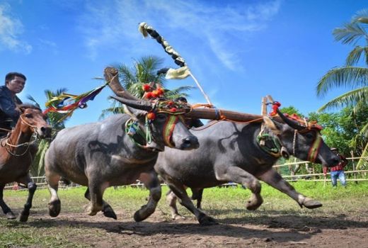 Lombe, Karapan Kerbau dengan Joki Berkuda - GenPI.co