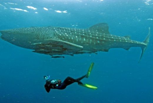 Ikan Terbesar di Dunia Ada di Indonesia! - GenPI.co
