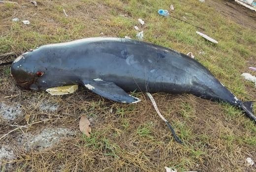 Lumba-Lumba Tanpa Sirip Terdampar di Pulau Rupat Bengkalis - GenPI.co