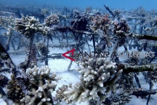 Taman Nasional Kepulauan Togean Lakukan Transplantasi Karang Dan Sudah Mulai Tumbuh - GenPI.co