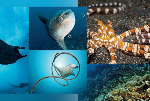 Scuba Diving Ajak Pembacanya ke Indonesia - GenPI.co