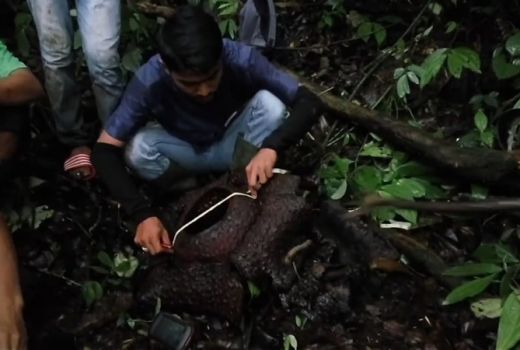 Bunga Raflesia Mekar Sempurna di Agam, Belasan Lainnya Menyusul - GenPI.co