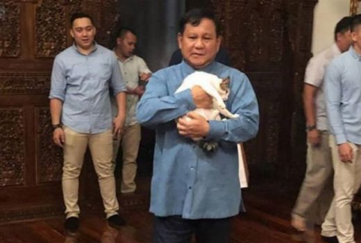 Ini Dia Si Bobby Kucing Prabowo, Apa Manfaat Pelihara Kucing? - GenPI.co