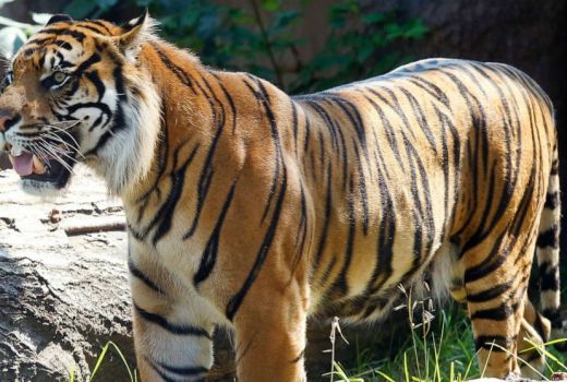 Duh, Sanjiv Serang Penjaga Kebun Binatang Topeka - GenPI.co