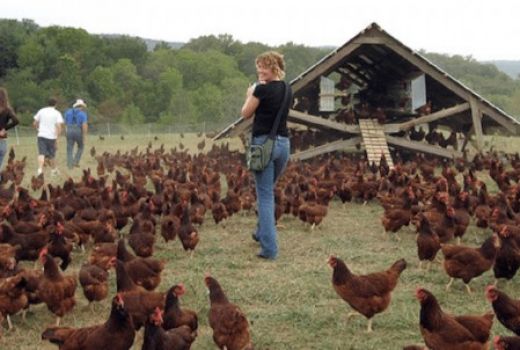 Dorong Industri Perternakan, JAPFA Bangun Research Farm di UGM - GenPI.co