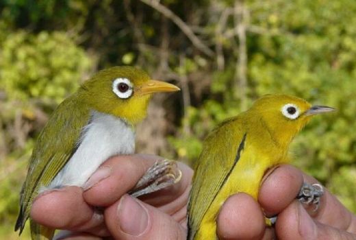 Dua Burung Cantik Endemik Wakatobi Ditemukan - GenPI.co