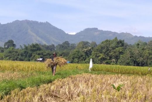 Waspada, 9 Daerah di Sumbar Menuju Musim Kemarau - GenPI.co