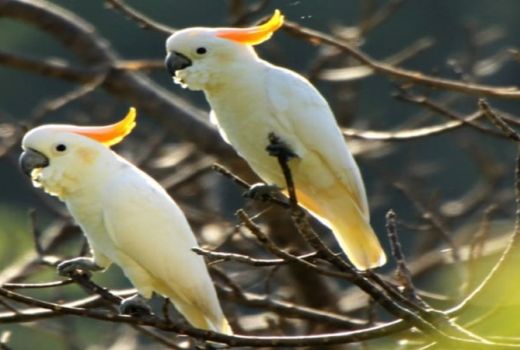 Taman Nasional Matalawa, Lihat Pesona Burung Endemik di Alam - GenPI.co