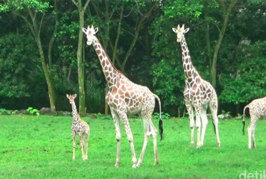Lucunya, Anggota Baru Bayi Jerapah di Taman Safari Prigen - GenPI.co