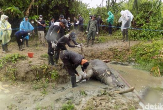 Badak Manggala Ditemukan Mati di TN Ujung Kulon - GenPI.co
