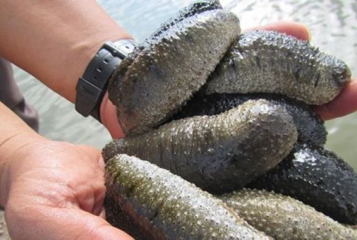 Belajar Tentang Timun Laut, Yuk ke Kampong Teripang - GenPI.co