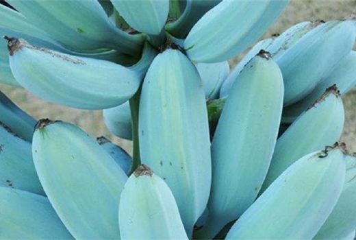 Selain Terasa Seperti Es Krim, Pisang Hawaii Juga Kaya Manfaat - GenPI.co