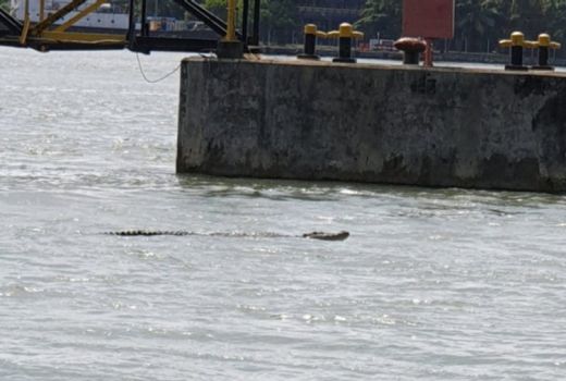 Teror Buaya di Perairan Cilacap, Nelayan Harap Hati-hati - GenPI.co